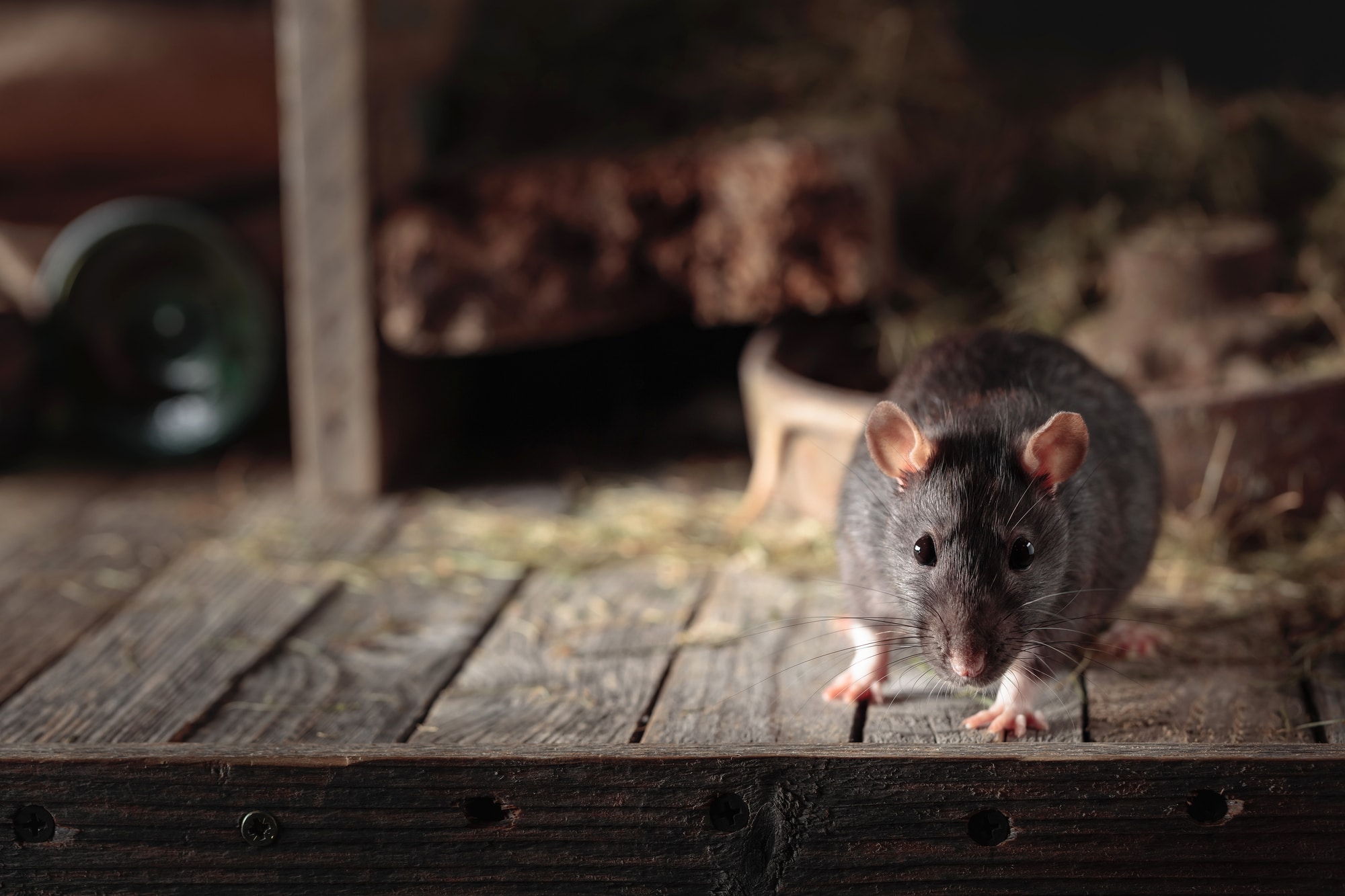 Tokyo's Kabukicho is Infested With Rats. No, We Mean, Literally ...