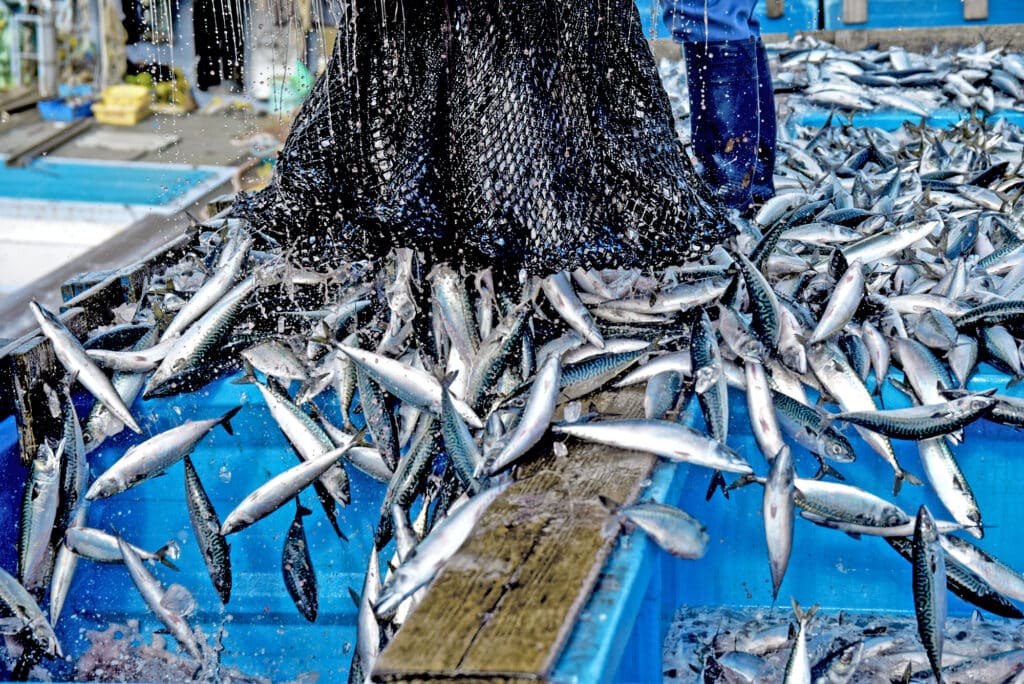 Haul of sanma on a fishing boat