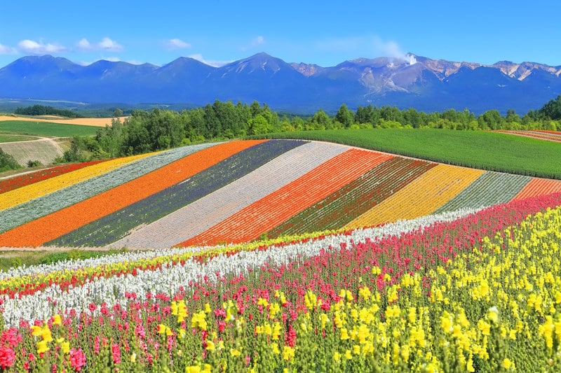Shikisai Hill in Biei, Hokkaido 