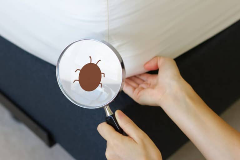 Bed bugs