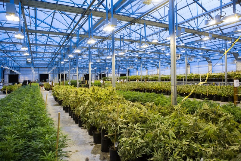 Marijuana plants