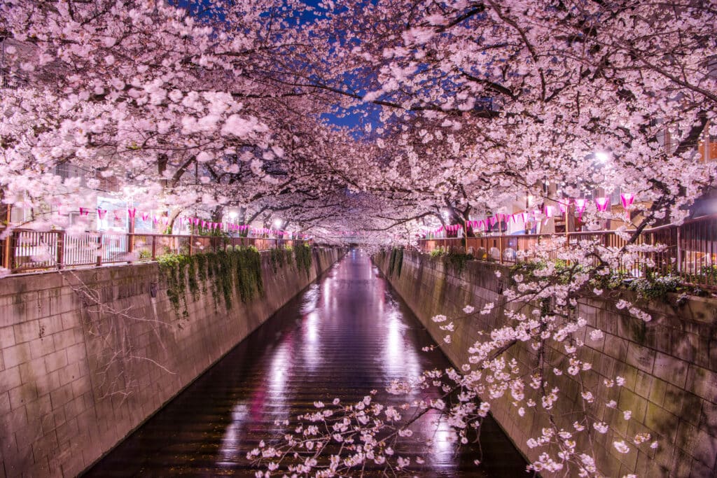 Meguro River - cherry blossoms (night view)