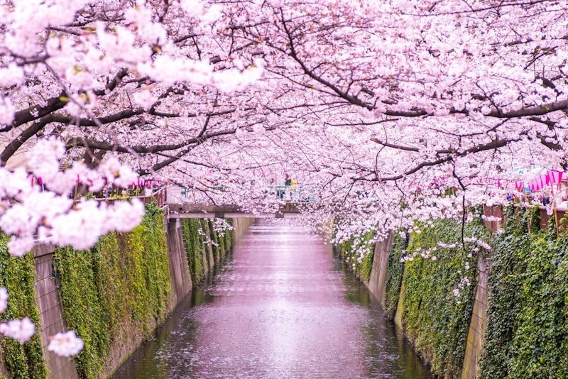 Cherry blossoms at the Meguro River, Tokyo