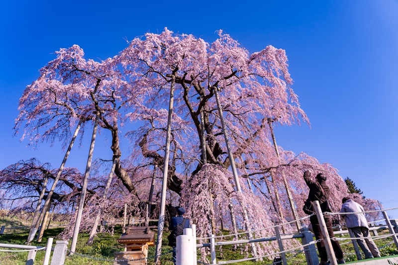 Miharu takizakura