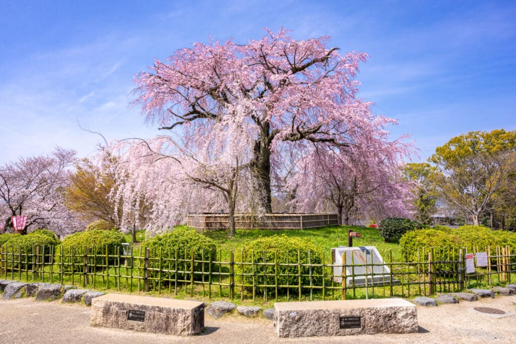 Weeping cherry blossom tree (shidare-zakura)