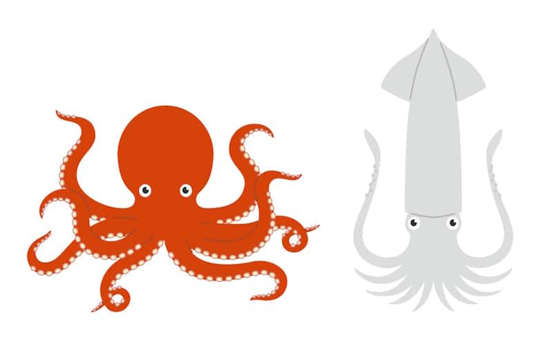 Octopus and squid