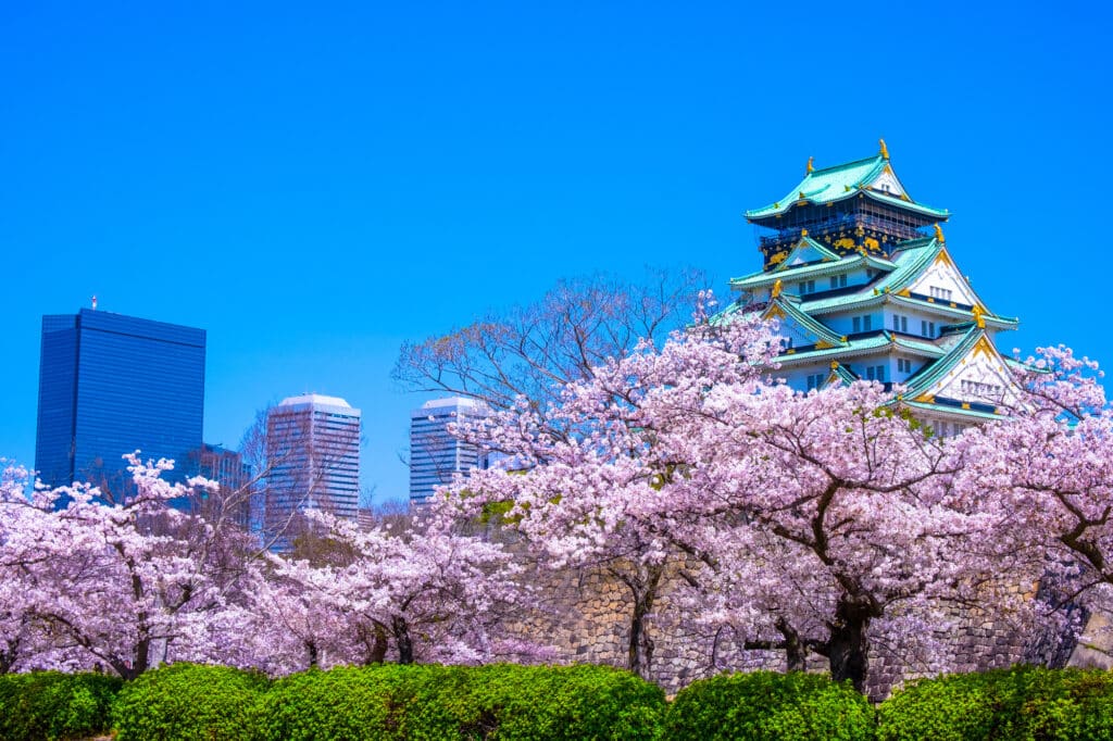 Osaka Castle cherry blossoms