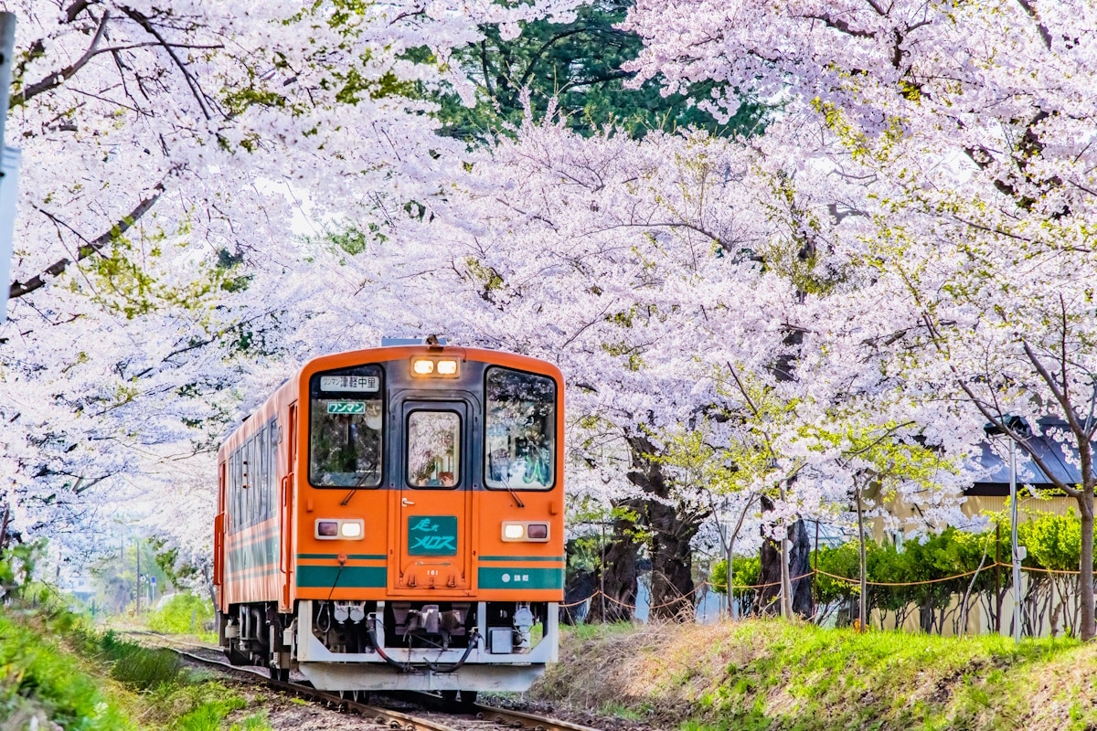 Cherry blossoms in Japan