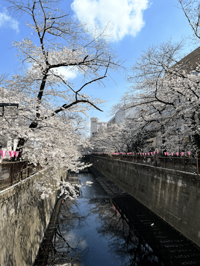 Meguro River cherry blossoms