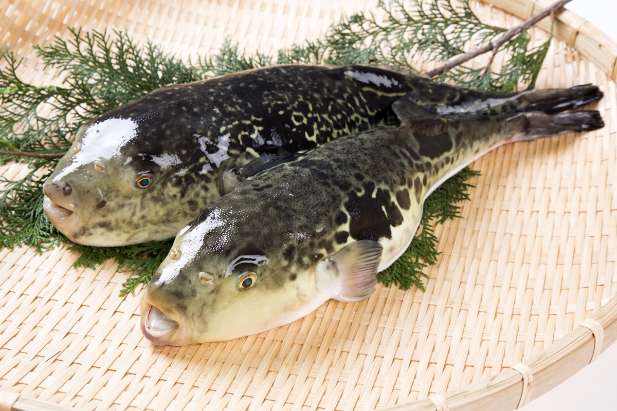 Fugu