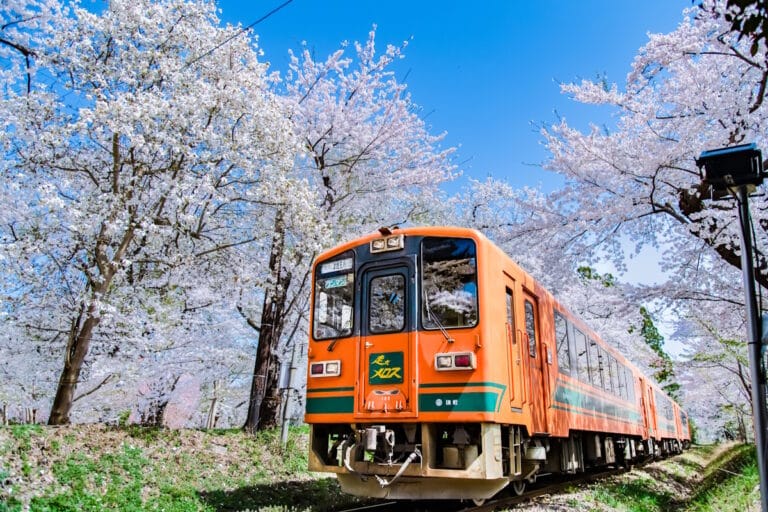The Tsugaru train in Aomori Prefetcure amidst cherry blossoms