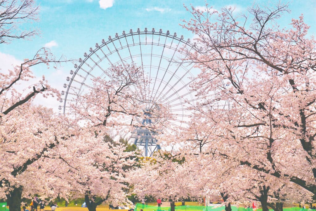 Osaka and cherry blossoms