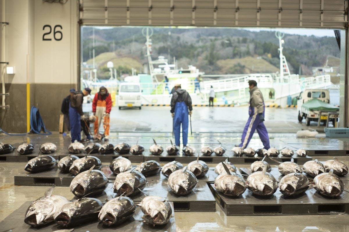 Fishers inspecting a tuna catch