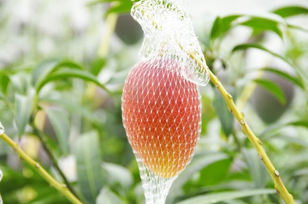 Mango - luxury fruits in Japan