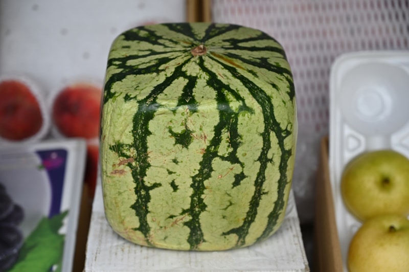 Square watermelon from Japan