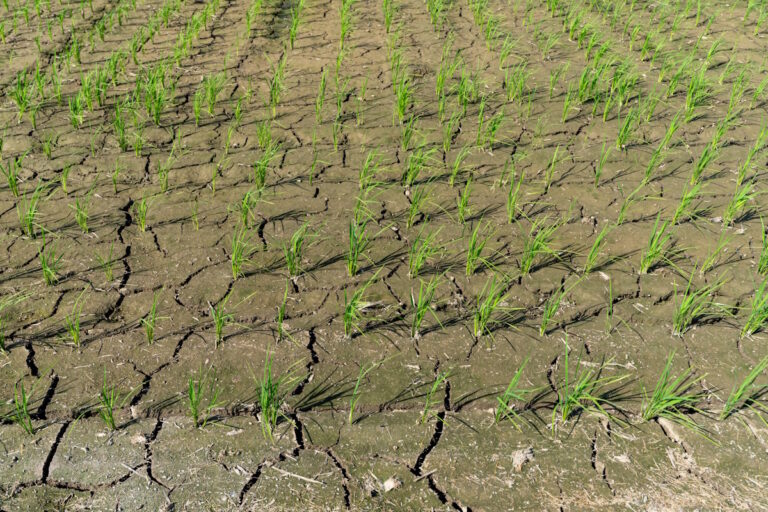 Dried up rice fields