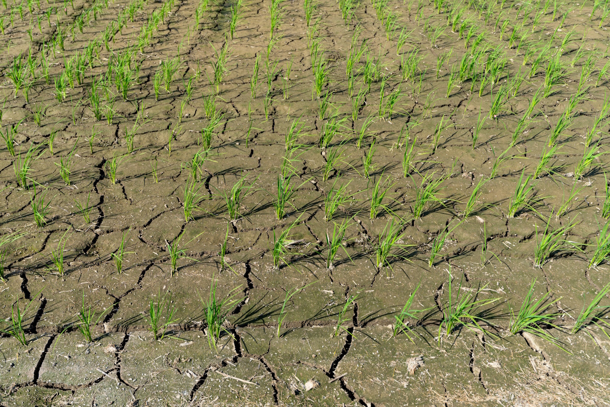 Dried up rice fields