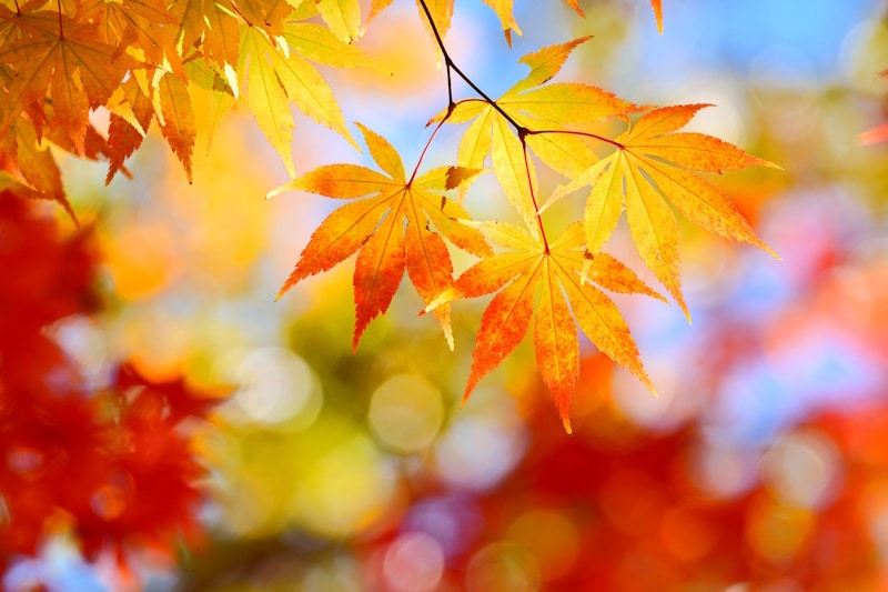 Momiji - Japanese maple leaf