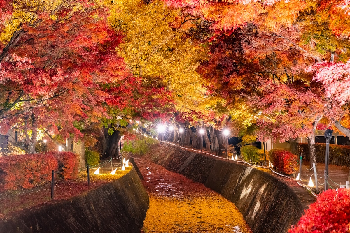 Fall foliage in Kawaguchiko, Yamanashi Prefecture