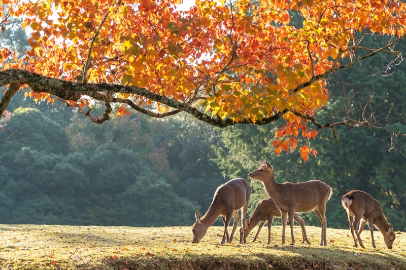 Narak Park in autumn