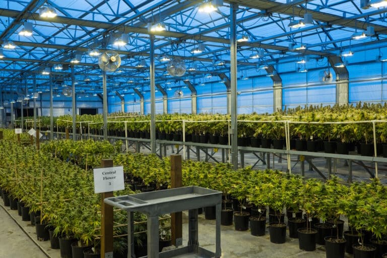 Marijuana growing in a greenhouse