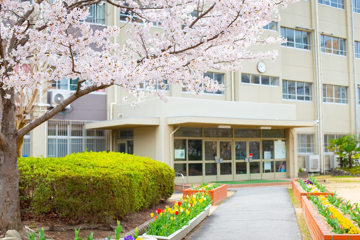 School with a cherry blossom tree in front