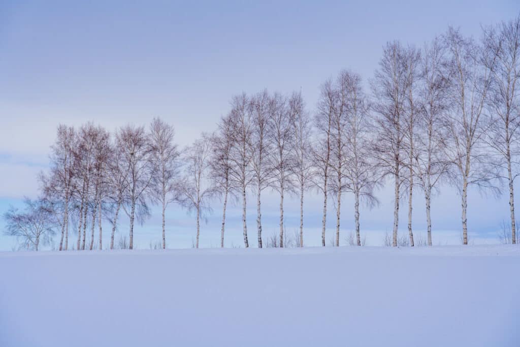White birch road in Biei, Hokkaido