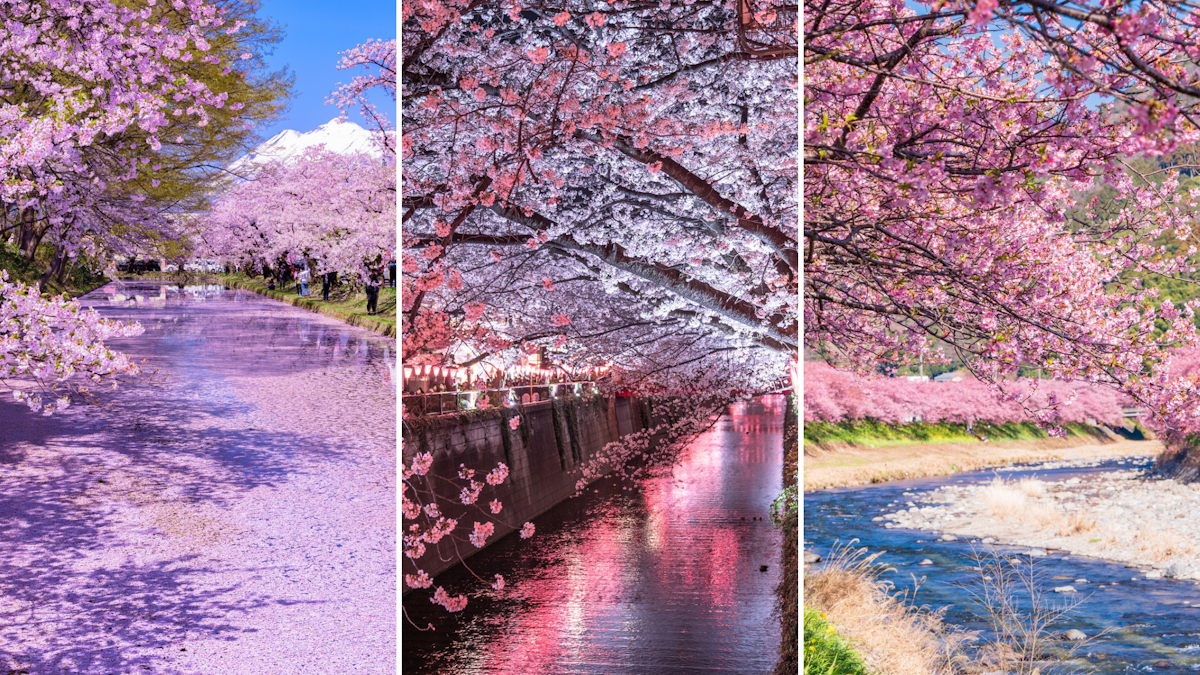 Cherry Blossom Festivals Around Japan