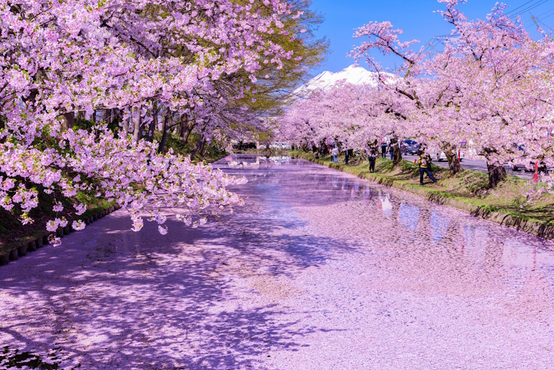 Hirosaki Castle cherry blossoms