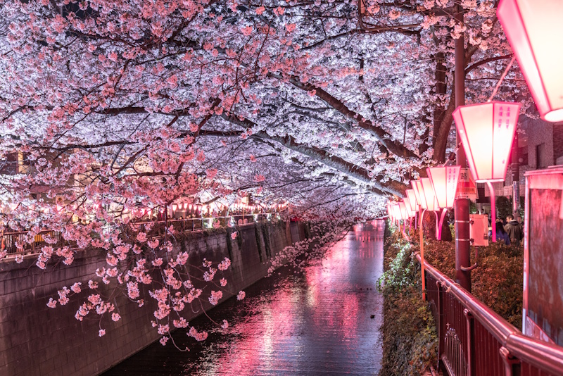 Meguro River cherry blossom light-up at night
