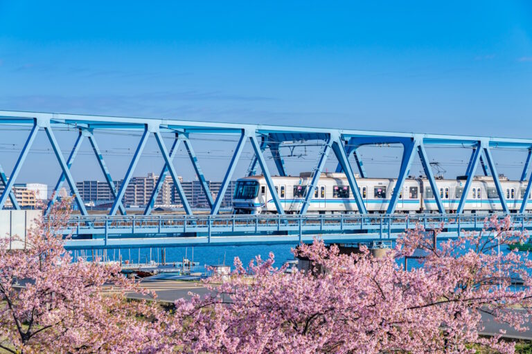 Train passing over the Edo River in Ichikawa with cherry blossoms in the foreground