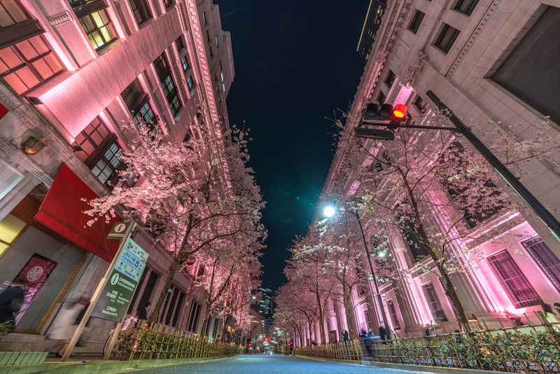 Edozakura Doori in Nihonbashi lit up at night during cherry blossom season