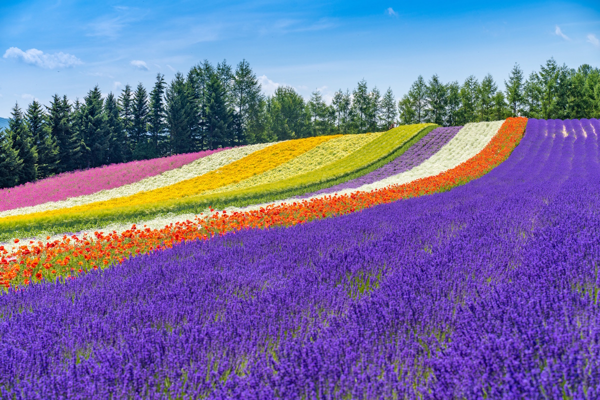 Furano, Hokkaido