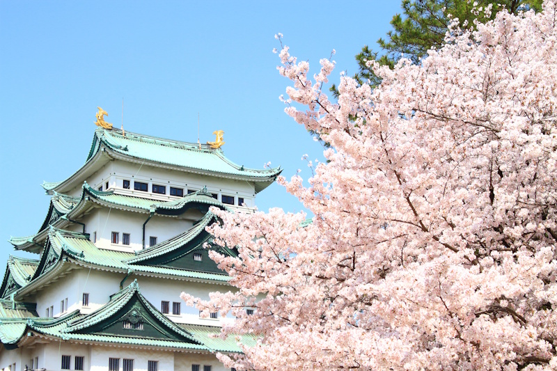 Nagoya Castle - picture of the castle to the left with a cherry blossom tree in the foreground on the right