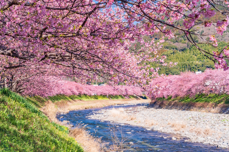 Kawazu Sakura Festival - picture of cherry blossoms over a river