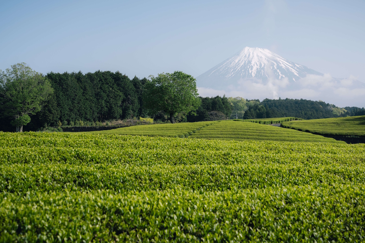Shot of tea fields in Shizuoka with Mt. Fuji in the background