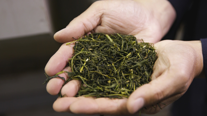 Two cupped hands holding green tea