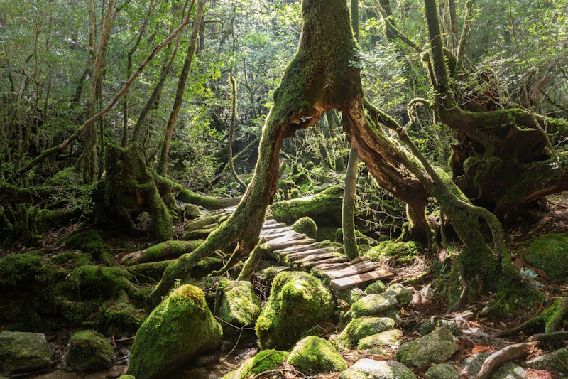 Forest in Yakushima National Park
