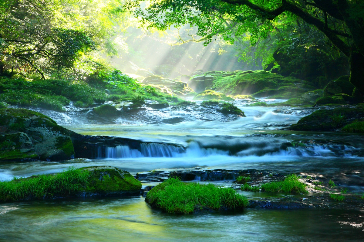 Picture of a stream flowing through a grass-covered forest with light shining down through the canopy