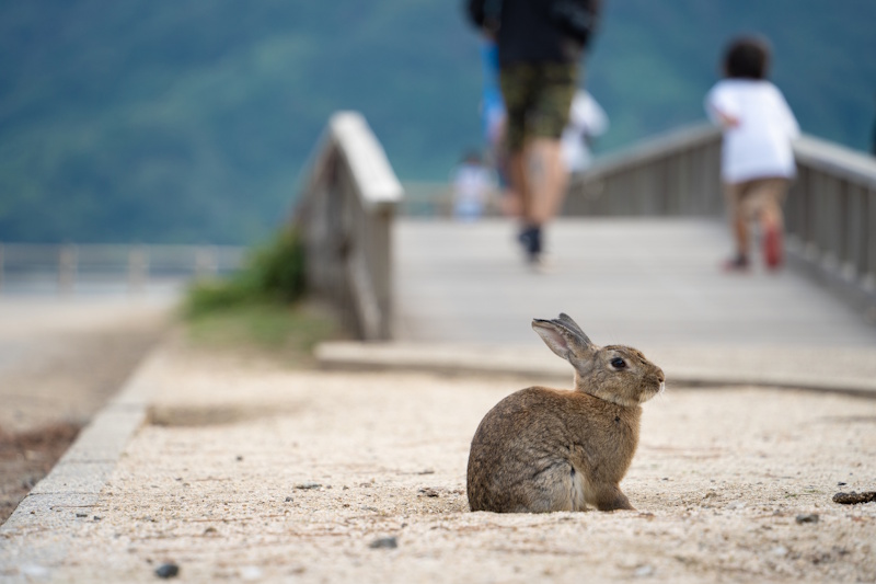 A rabbit near a bridge on Ōkunoshima