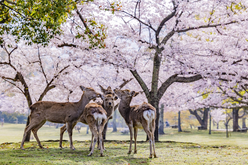 Four deer underneath blooming cherry blossom trees in Nara Park.