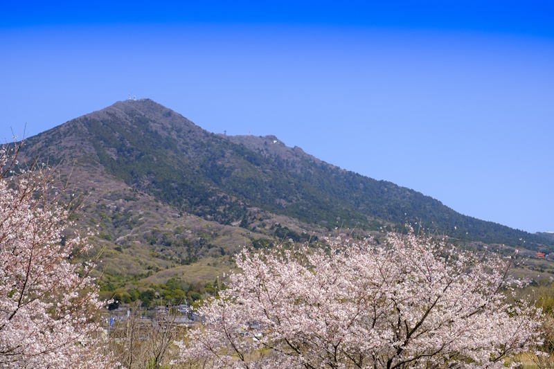 Mount Tsukuba with blooming cherry blossom trees in the foreground
