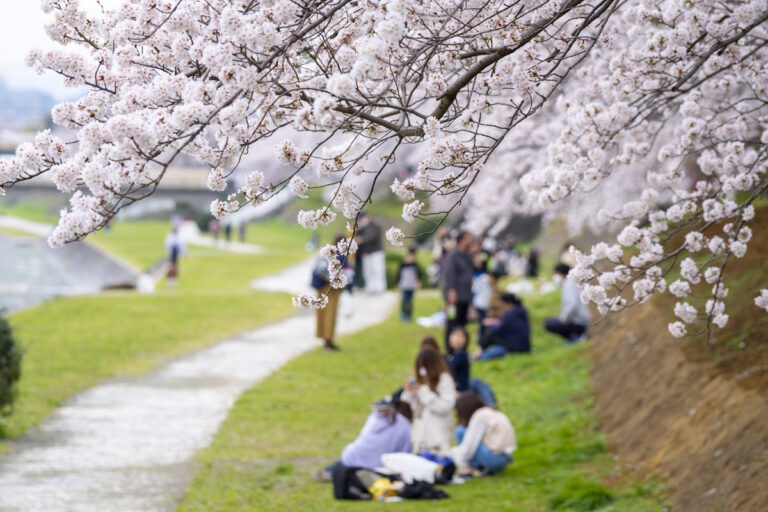 People having a cheeky little picnic beneath cherry blossom trees
