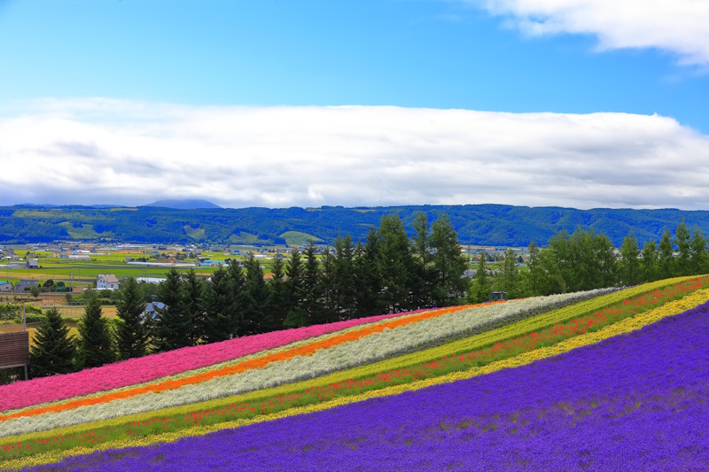 Farm Tomita's lavender fields in Furano, Hokkaido