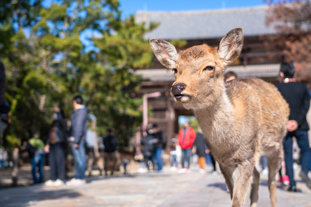 Deer in Nara Park