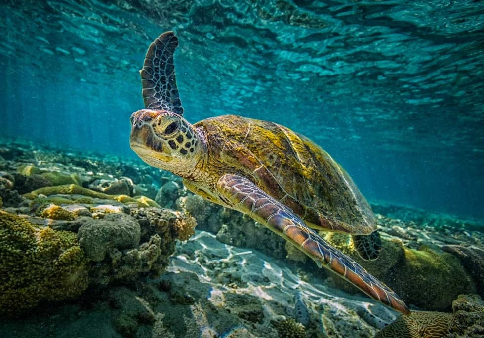 Green sea turtle swimming above a rocky seabed in Okinawa
