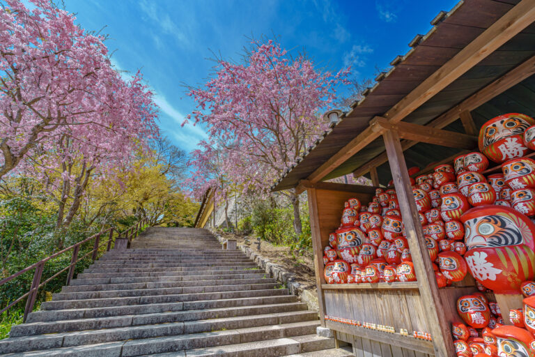 Stone steps lined with weeping cherry blossoms beside shelves of red daruma dolls at Katsuoji Temple