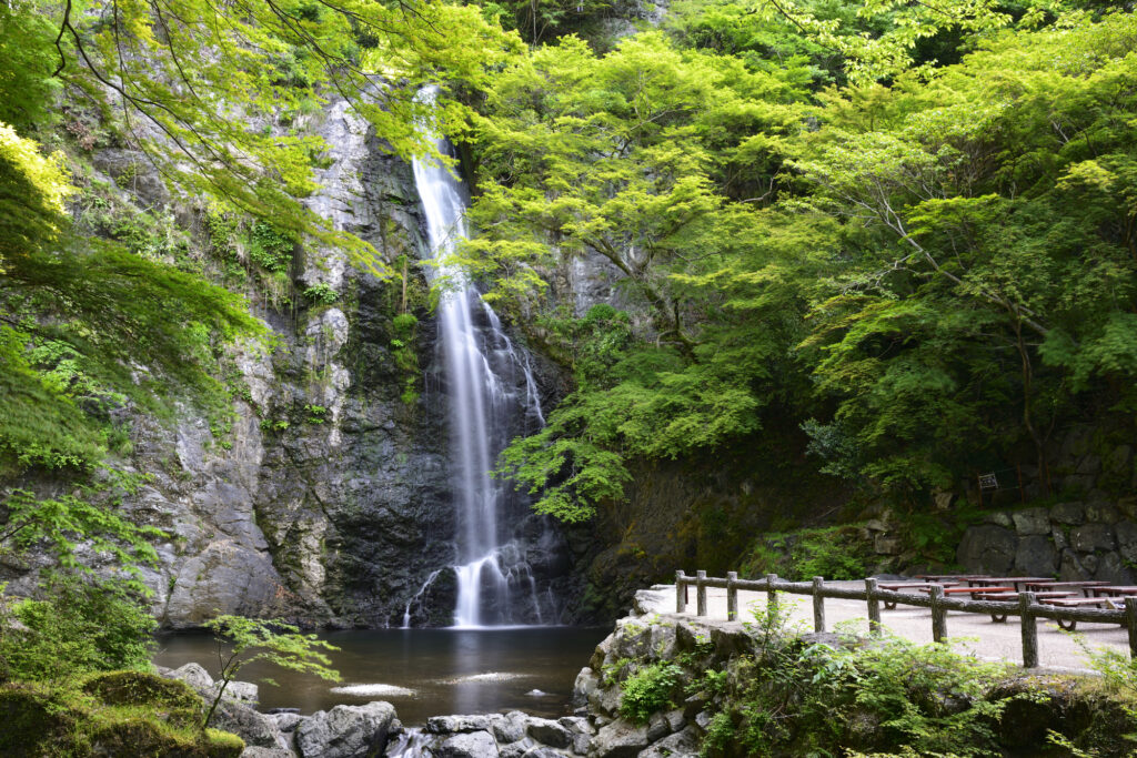 Minoh Waterfall cascading down a rocky cliff surrounded by lush green maple trees