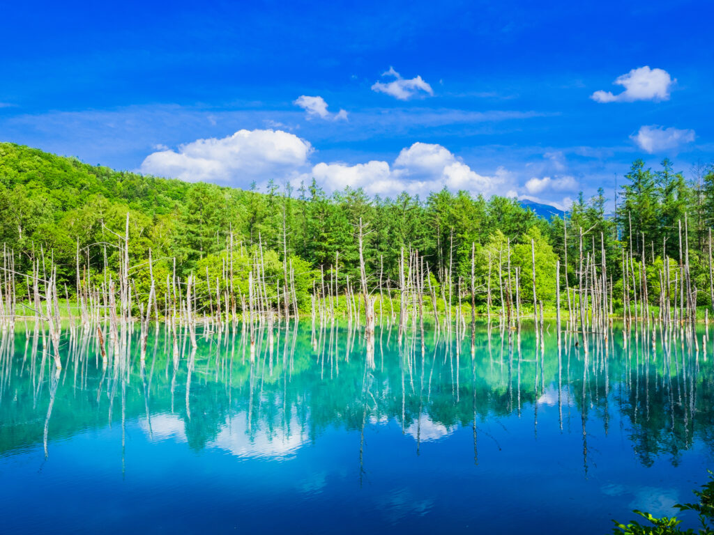 The Blue Pond in Biei, Hokkaido