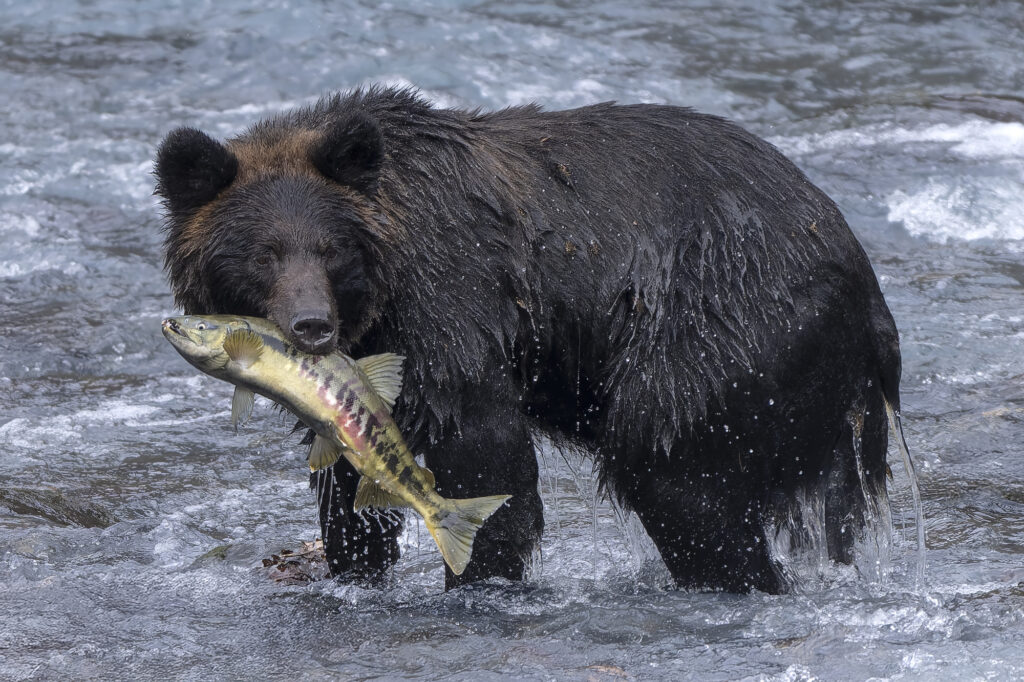A brown bear stands in a flowing river with a freshly caught salmon in its mouth, water splashing around it